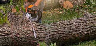 Best Commercial Tree Services  in Algona, IA