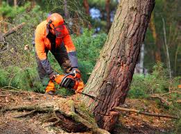 Professional Tree Services in Algona, IA