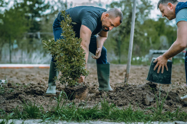 How Our Tree Care Process Works  in  Algona, IA